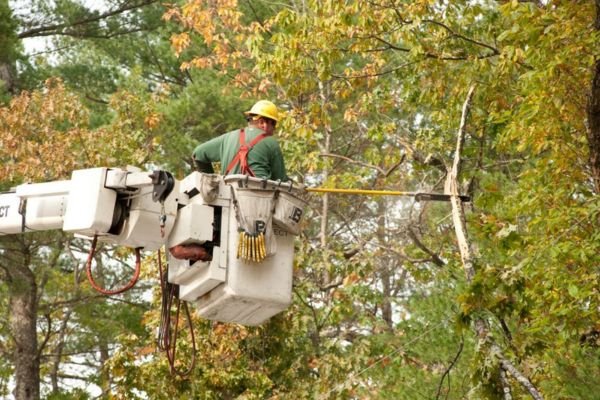 Tree Service